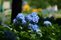 紫陽花咲く公園