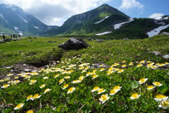 チングルマ咲く立山室堂