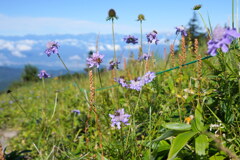 山はもう秋の花