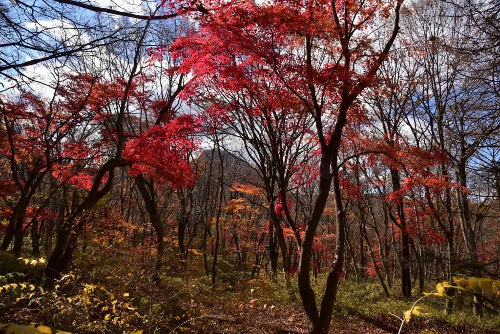 秋の森林公園