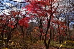 秋の森林公園