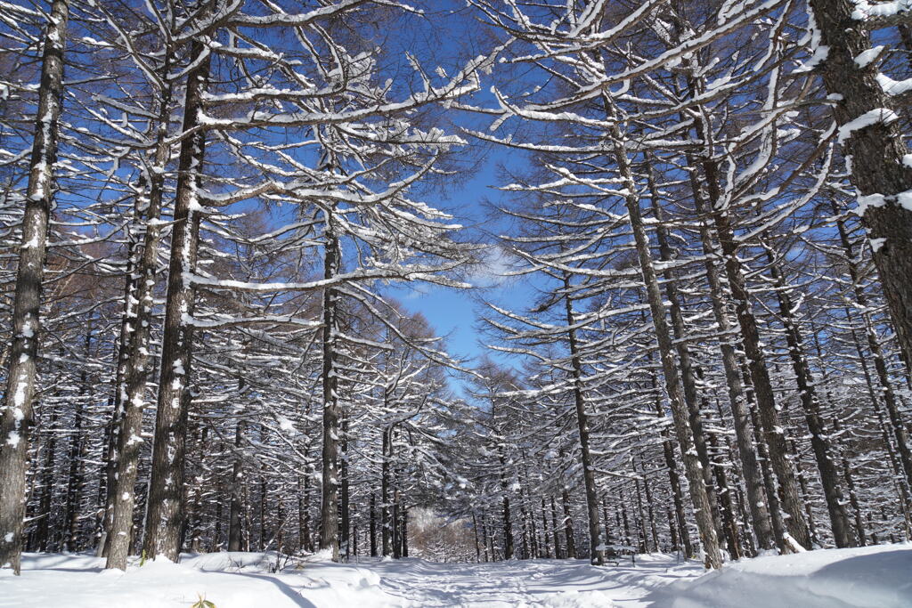 雪化粧のカラマツ林