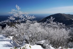 霧氷の咲く