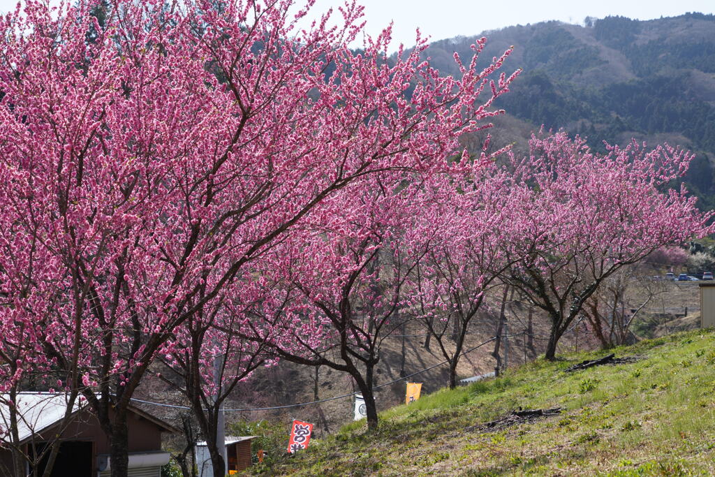 花桃街道