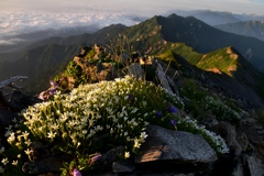 鹿島槍ヶ岳　花咲く稜線