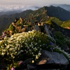 鹿島槍ヶ岳　花咲く稜線