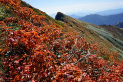 紅の絨毯