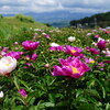芍薬咲く丘