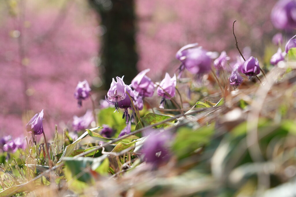 花桃とカタクリ