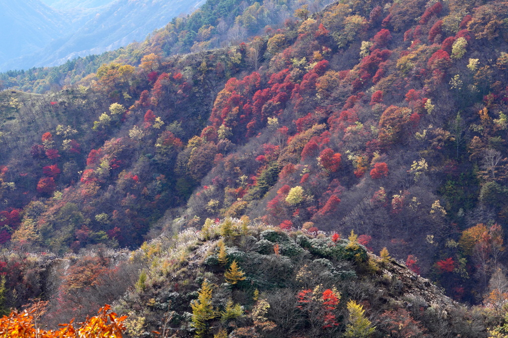 紅葉の毛玉たち