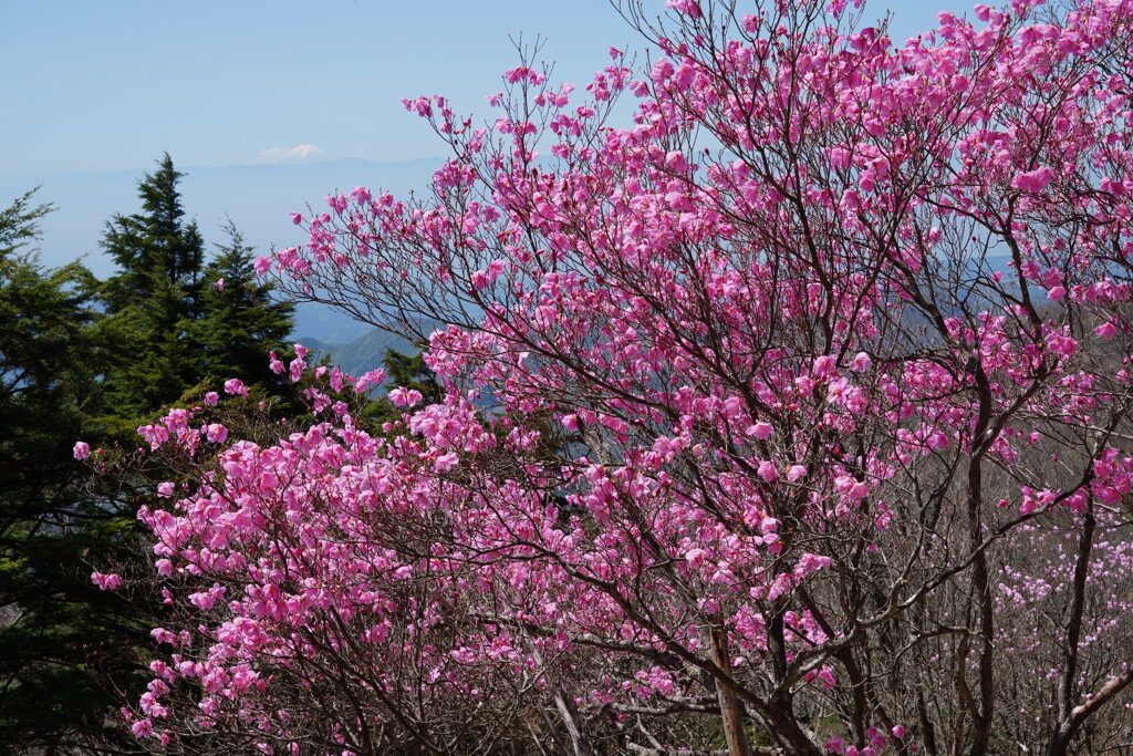 富士山見つけた