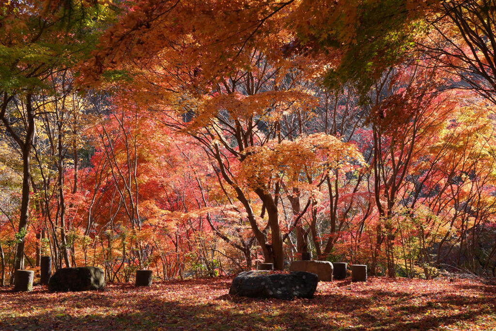 紅ベンチ