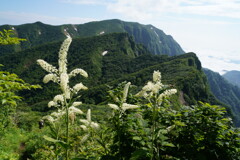 辛い尾根も花と一緒なら