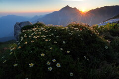朝日差す花畑