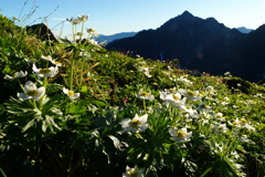 花畑と剱岳