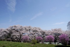 すじ雲と桜