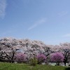 すじ雲と桜