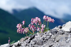 孤高の花