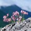 孤高の花