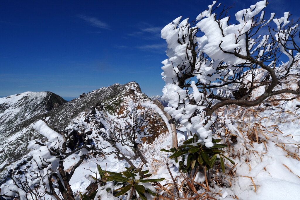 霧氷の花咲く谷川岳