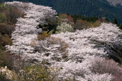 桜色の里山