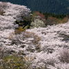 桜色の里山