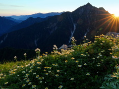 チングルマ咲く奥大日岳