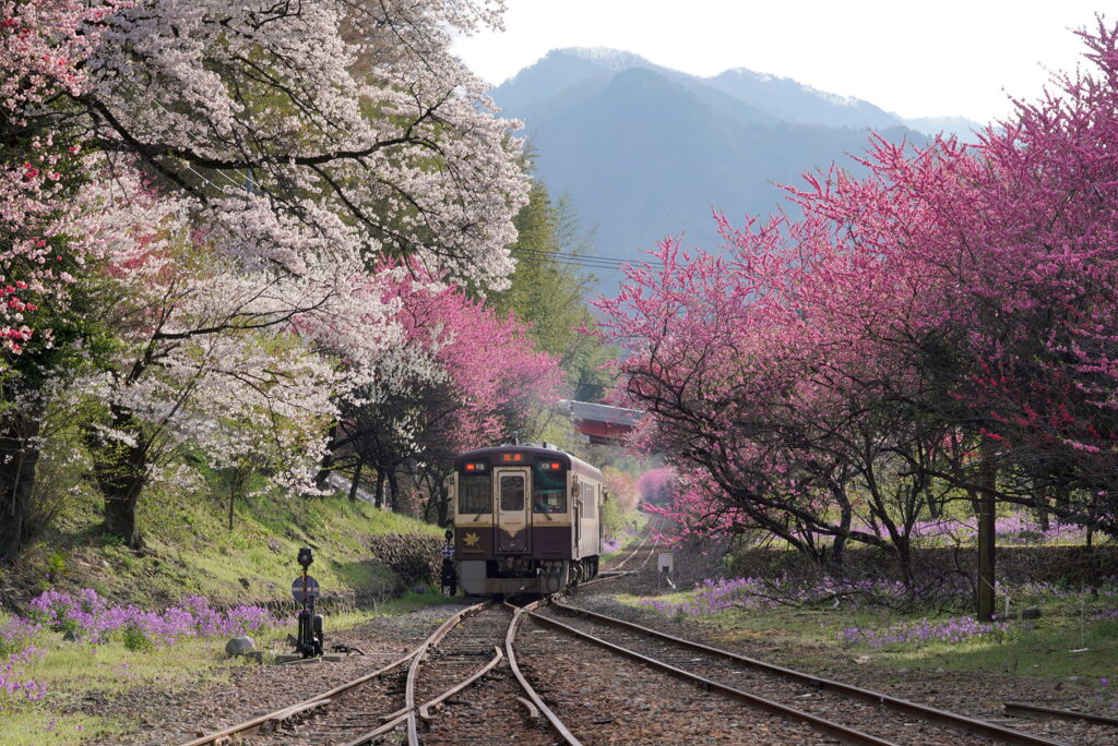 花桃列車