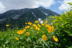 シナノキンバイと立山三山