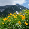 シナノキンバイと立山三山