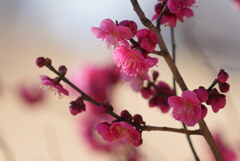 春の香り