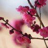 春の香り