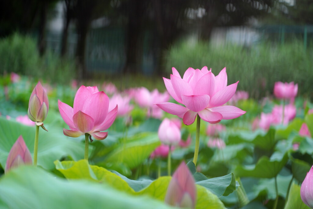 伊与久沼の蓮