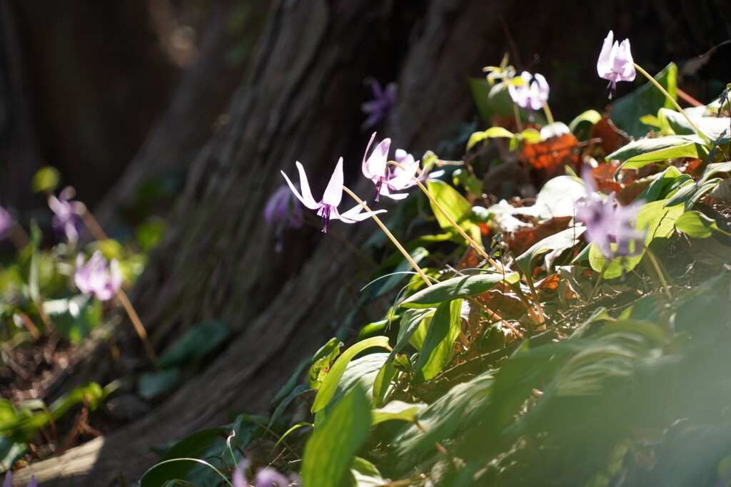 秘密の花園