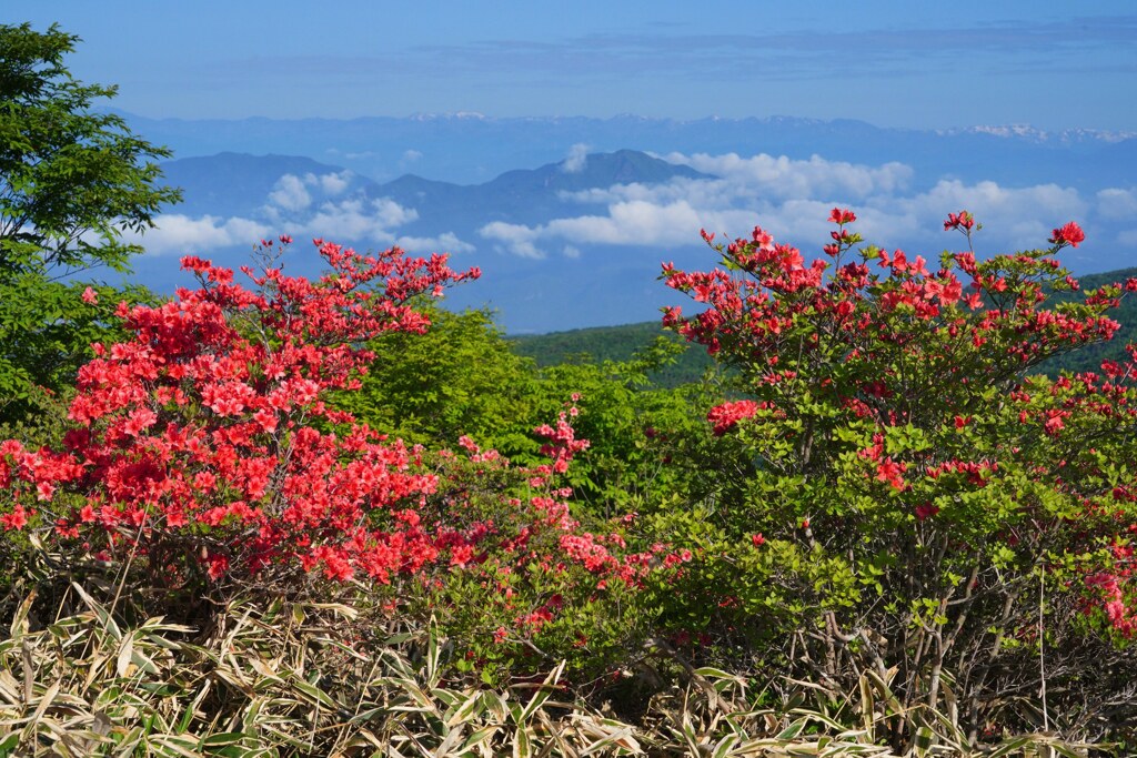 ツツジ咲く赤城山