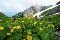 花畑広がる白馬岳