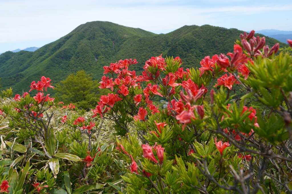 レンゲツツジと黒檜山