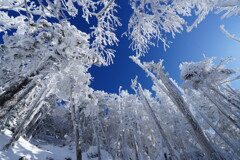 純白すぎる縞枯地