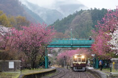 神戸駅の春