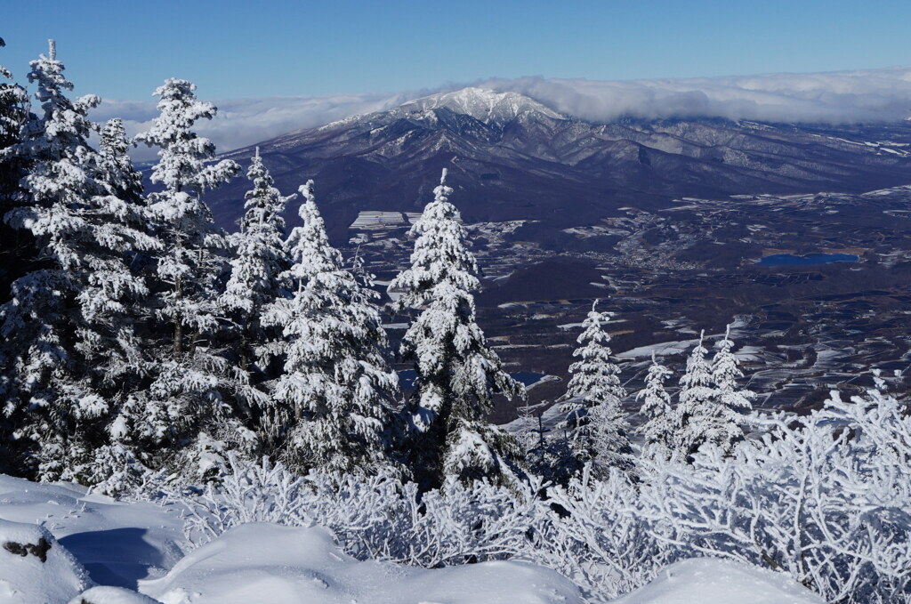 ホワイトツリーと四阿山
