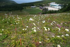 花咲くゲレンデ