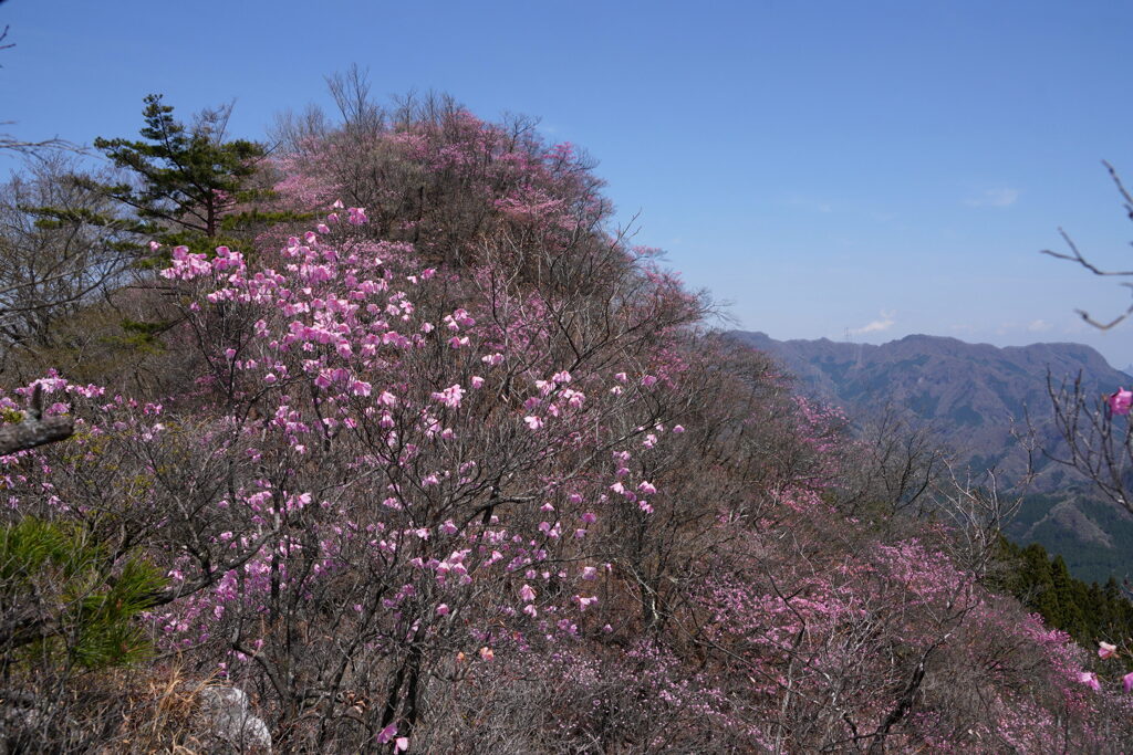 ピンクに染まる三ツ岩岳