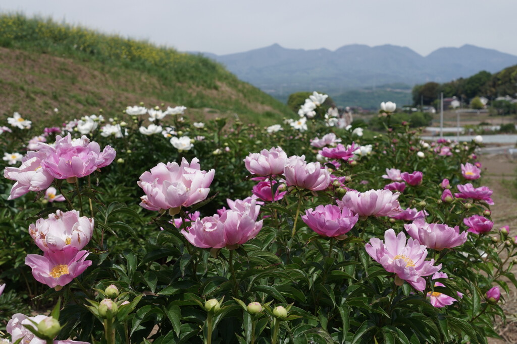芍薬と赤城山