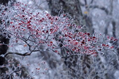 霧氷の薄化粧