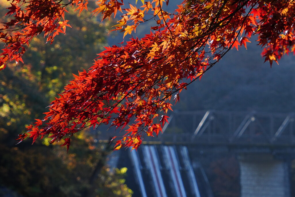 紅葉の坂本ダム