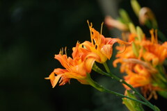 野花咲く森