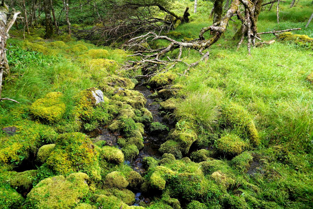 苔蒸すテイ沢
