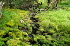 苔蒸すテイ沢