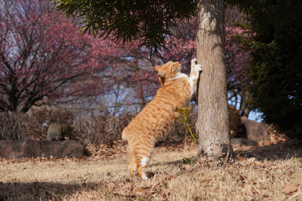 ニャンと梅