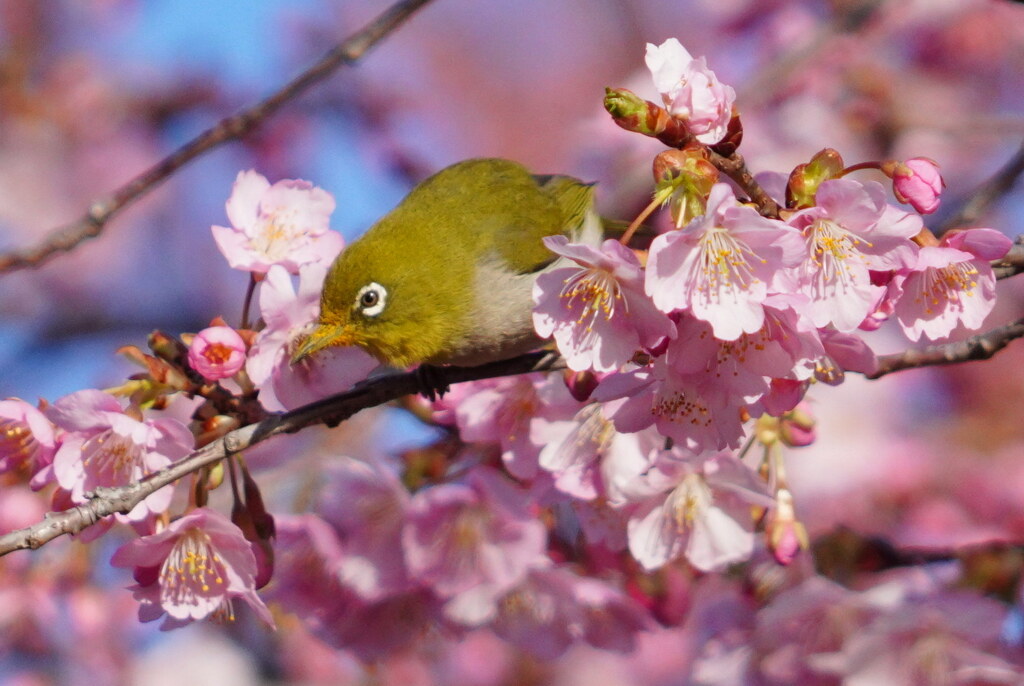 春よ来い
